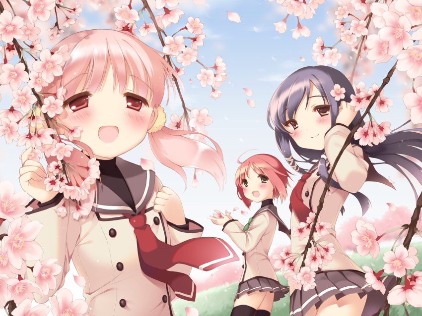 3girls :d adjusting_hair akino_momiji black_legwear buttons cherry_blossoms day double-breasted flower highres kiriyama_sakura long_hair long_sleeves low_twintails miniskirt multiple_girls open_mouth outdoors pan_(mimi) petals pink_eyes pink_hair pleated_skirt purple_hair sailor_collar sakura_musubi school_uniform sera_karen short_hair skirt sky smile thighhighs twintails wind zettai_ryouiki