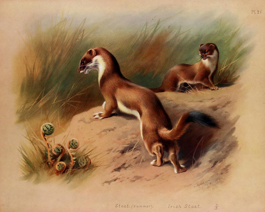 1919 20th_century 5:4 ambiguous_gender ancient_art archibald_thorburn belly biological_illustration brown_body brown_fur dated digitigrade duo english_text feral fur grass hi_res mammal mustelid musteline nude outside plant public_domain quadruped signature species_name stoat technical_illustration text true_musteline weasel whiskers white_belly white_body white_fur zoological_illustration