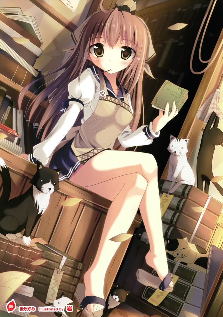 iwa neko seifuku tagme