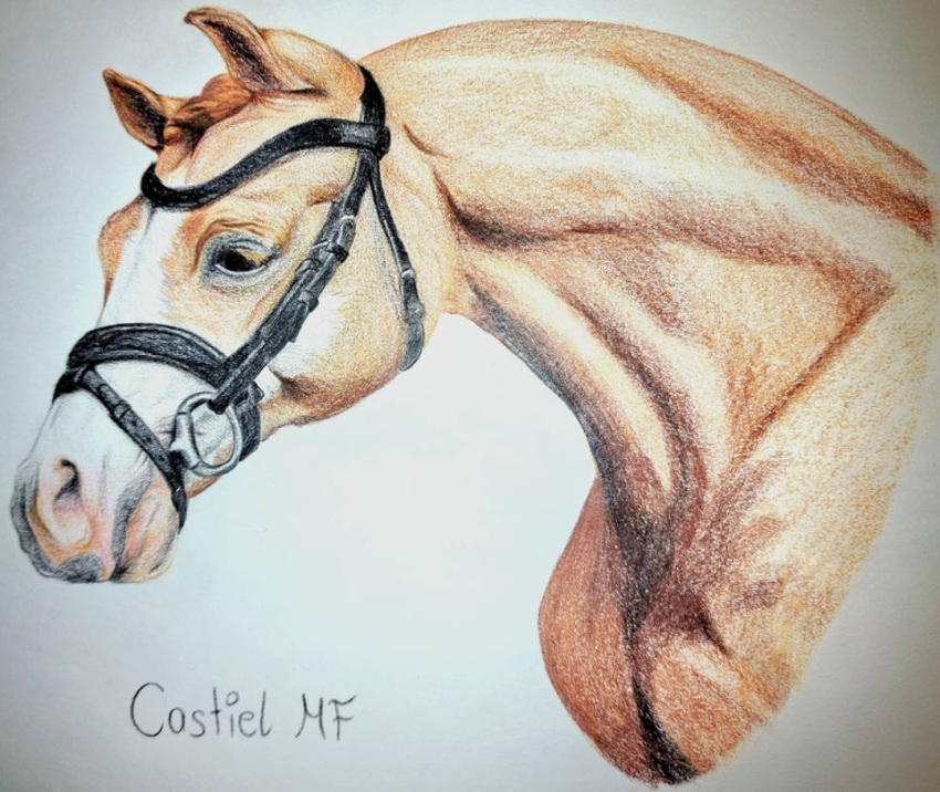 bridle brown_eyes colored_pencil_(artwork) equid equine feral fur graphite_(artwork) horse male mammal mireina orange_body orange_fur pencil_(artwork) pink_nose portrait realistic realistic_feral solo traditional_media_(artwork)