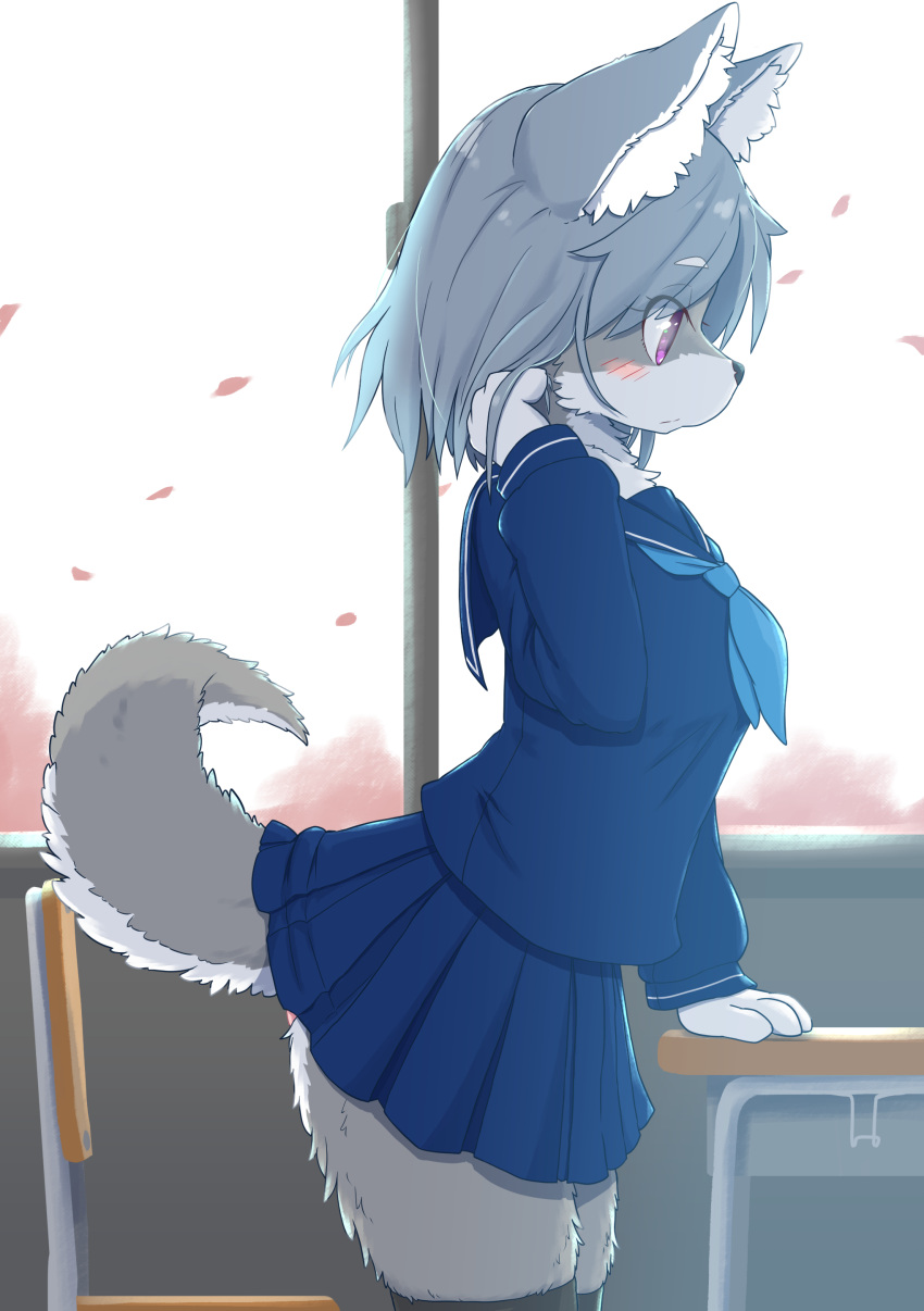 2022 absurd_res anthro asian_clothing blue_hair bottomwear breasts canid canine canis chair cherry_blossom classroom clothed clothing countershading desk digital_media_(artwork) east_asian_clothing female female_anthro flower fluffy fluffy_tail fur furniture grey_body grey_fur grey_hair hair hi_res inner_ear_fluff japanese_clothing japanese_school_uniform kemono koorinezumi legwear mammal multicolored_body multicolored_fur panties pink_clothing pink_panties pink_underwear plant prunus_(flower) purple_eyes school school_uniform short_hair skirt solo standing table tail tail_under_skirt thigh_highs translated_description tuft two_tone_body two_tone_fur underwear uniform white_body white_fur wolf