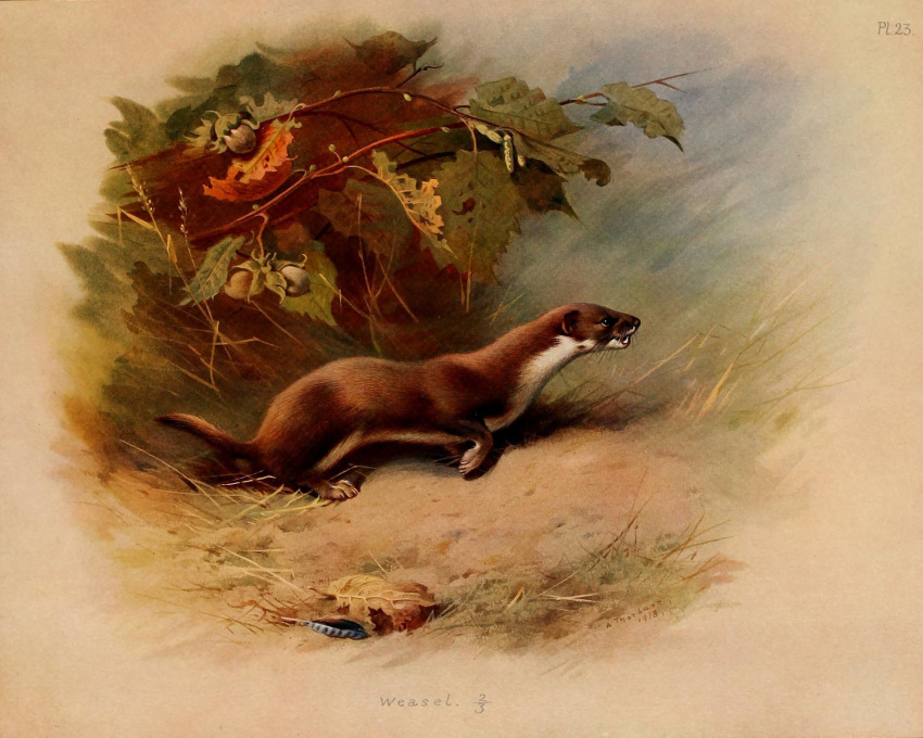 1918 20th_century 5:4 ambiguous_gender ancient_art archibald_thorburn biological_illustration brown_body brown_fur english_text fallen_leaves feral fur hi_res least_weasel loose_feather mammal mustelid musteline outside public_domain quadruped signature solo technical_illustration text traditional_media_(artwork) true_musteline weasel white_body white_fur zoological_illustration