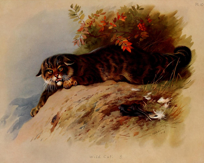 1918 20th_century 5:4 ambiguous_gender ancient_art archibald_thorburn biological_illustration claws ears_down english_text european_wildcat felid feline felis feral hi_res leaf looking_at_viewer loose_feather mammal no_sclera nude open_mouth outside pivoted_ears public_domain signature solo technical_illustration text toe_claws traditional_media_(artwork) whiskers wildcat zoological_illustration