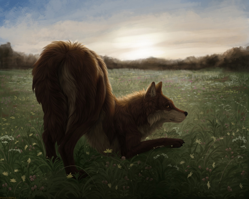 2021 5:4 amazing_background ass ass_up brown_body brown_eyes brown_fur butt_focus canid canine canis clover_(plant) detailed detailed_background digital_media_(artwork) digital_painting_(artwork) female feral foxapm freedom fur landscape looking_at_viewer mammal outside plant quadruped realistic_feral samarah shaded sky solo white_body white_fur wildflowers wolf