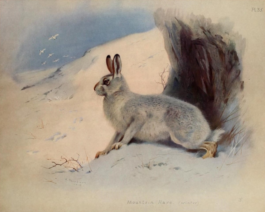 1919 20th_century 5:4 ambient_bird ambient_flier ambiguous_gender ancient_art archibald_thorburn avian biological_illustration bird detailed_background english_text feral fur grey_body grey_fur group hare lagomorph leporid mammal mountain_hare no_sclera nude outside public_domain quadruped side_view signature snow solo_focus technical_illustration text traditional_media_(artwork) winter winter_coat winter_pelt zoological_illustration