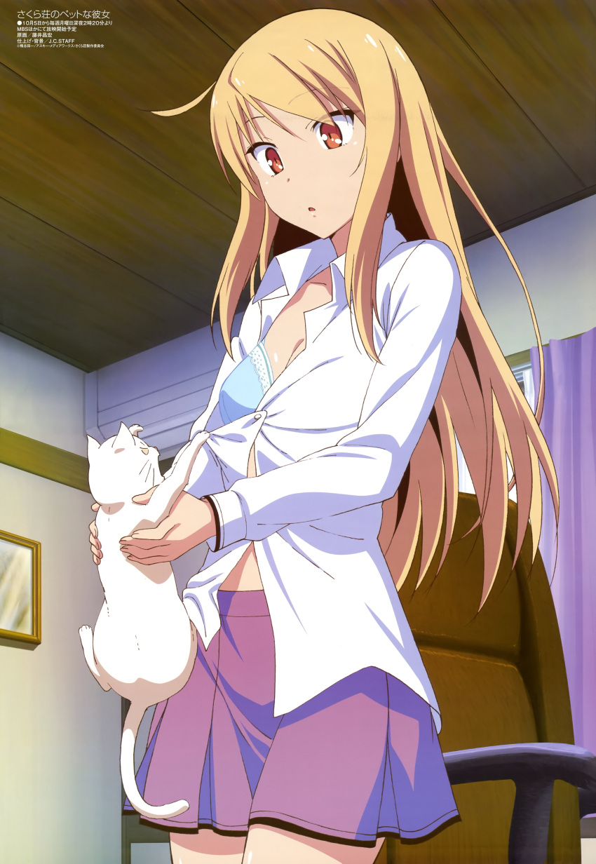 absurdres assisted_exposure blonde_hair blue_bra bra breasts brown_eyes cleavage dress_shirt feline female fujii_masahiro highres indoors long_hair megami_magazine official_art sakura-sou_no_pet_na_kanojo scan school_uniform shiina_mashiro shirt skirt small_breasts underwear undressing white_cat