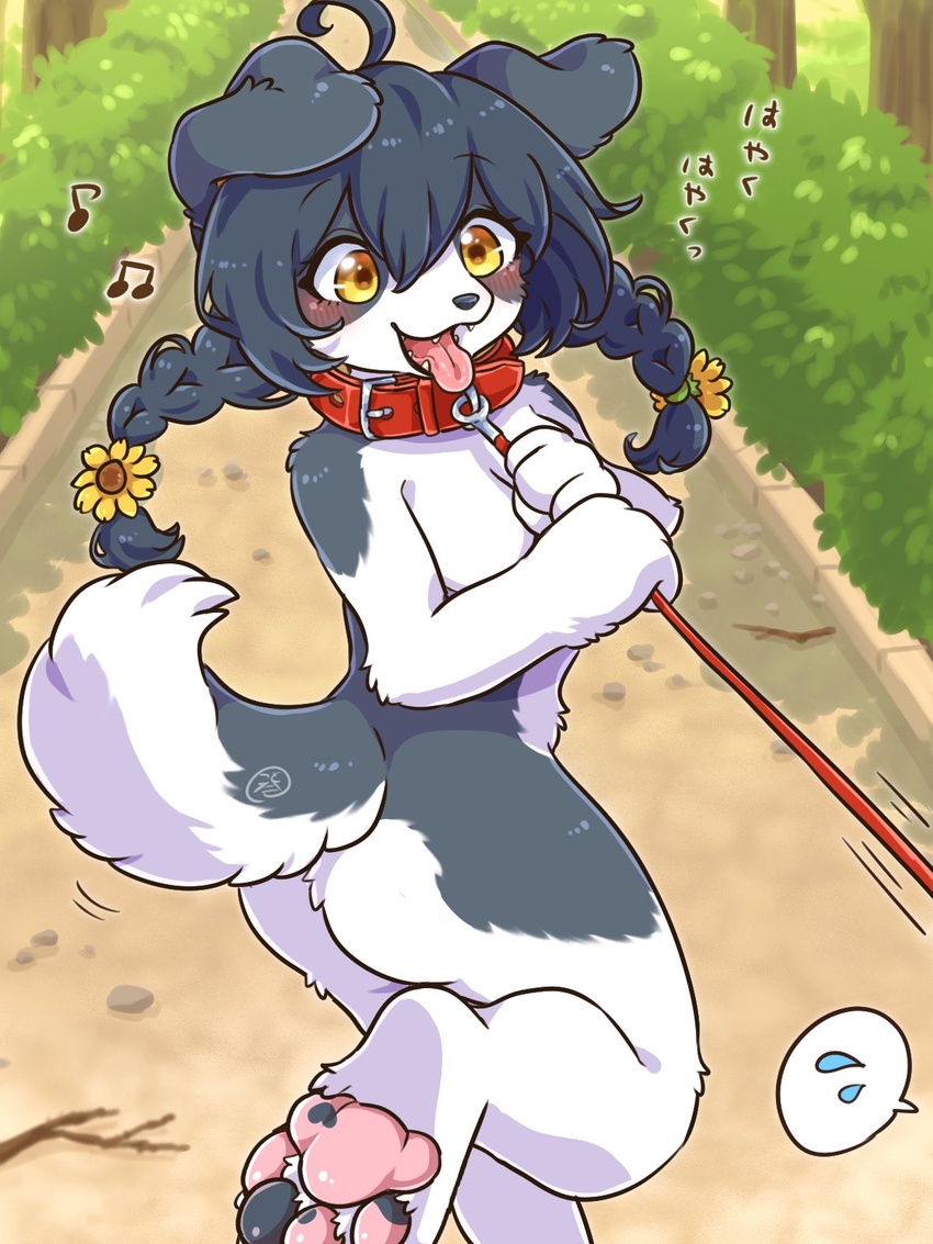 2022 3:4 4_fingers 4_toes accessory ahoge anthro ass black_hair black_nose blush bodily_fluids border_collie braided_hair breasts canid canine canis claws collar collar_only collie cotorita cute_fangs digital_media_(artwork) domestic_dog feet female female_anthro fingers floppy_ears flower flower_in_hair fur grey_body grey_fur hair hair_accessory happy herding_dog hi_res japanese_text kemono koto0v0haru leash leash_pull looking_at_another looking_back mammal multicolored_body multicolored_fur multicolored_pawpads multicolored_tail musical_note nude offscreen_character open_mouth open_smile outdoor_nudity outside pastoral_dog pawpads paws pictographics pink_pawpads plant public public_nudity sheepdog shrub signature smile soles solo speech_bubble sweat sweatdrop tail teeth text toe_claws toes tongue tongue_out translated twintails two_tone_body two_tone_fur two_tone_tail walkies white_body white_fur yellow_eyes