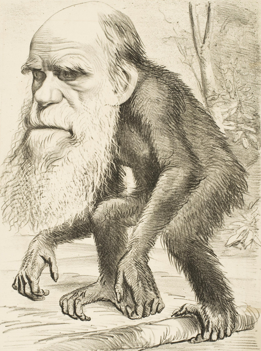 1871 19th_century absurd_res ancient_art ape bald beard big_nose caricature charles_darwin eyebrows facial_hair full-length_portrait fur haplorhine hi_res humanoid humanoid_face hybrid male mammal mockery monkey monochrome nude portrait primate solo standing thick_eyebrows unknown_artist