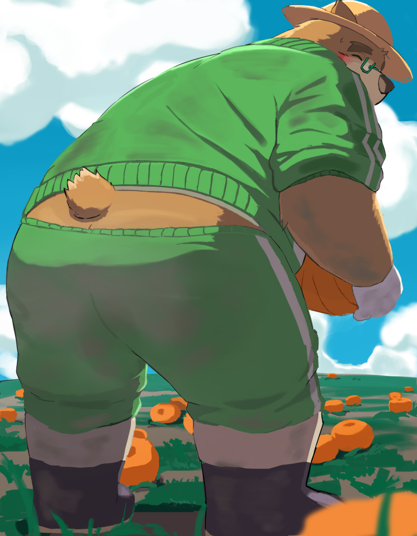 9dtq0 absurd_res anthro ass bear bent_over blush boots brown_body brown_fur clothing eyebrows eyewear farmer food footwear fruit fur gardening glasses gloves handwear hat headgear headwear hi_res lifewonders male mammal outside plant pumpkin solo straw_hat thick_eyebrows tokyo_afterschool_summoners volos_(tas)