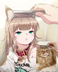  40hara animal animal_collar animal_ear_fluff animal_ears aqua_eyes blonde_hair blunt_bangs brushing_another&#039;s_hair brushing_hair cat_ears cat_girl clothes_writing collar comb commentary_request feline female highres holding holding_comb jitome kinako_(40hara) long_hair orange_cat original photo-referenced photo_inset print_shirt red_collar reference_inset shirt solo_focus 