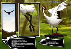  bird bird_feet bird_tail bird_wings black_feathers completely_naked completely_naked_female completely_nude completely_nude_female crane crane_(bird) deliciousunagi dialog dialogue dialogue_box dialogue_bubble feather feathered_wings flight flying forest naked naked_female nude nude_female persona persona_5 read_from_right_to_left species_transformation spread_wings sumire_yoshizawa tagme text text_box text_bubble text_focus transformation transformation_sequence trees what what_has_science_done what_the_fuck white_feather white_feathers wings woods 