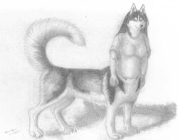  2010 5_fingers bottomless bottomless_female bottomless_taur breasts canid canid_taur canine canine_taur canis chukchi_husky clothed clothing countershade_face countershade_tail countershade_torso countershading digitigrade dog_taur domestic_dog female fingers fluffy fluffy_tail full-length_portrait graphite_(artwork) greyscale hair herm_(lore) husky husky_taur looking_at_viewer mammal mammal_taur monochrome nordic_sled_dog pencil_(artwork) portrait quadruped shaded shadow soft_shading solo spitz standing tail taur topwear topwear_only traditional_media_(artwork) 