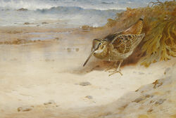  1908 20th_century 4_toes absurd_res ambiguous_gender ancient_art archibald_thorburn avian biped bird brown_body brown_feathers detailed_background feathered_wings feathers feet feral hi_res long_beak nude outside painting_(artwork) public_domain sandpiper seaweed shorebird signature solo text toes traditional_media_(artwork) water watercolor_(artwork) wings woodcock 