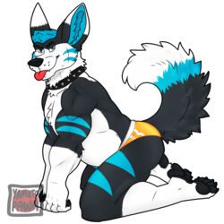  1:1 alpha_channel anthro canid canine clothing collar fennec_fox fox hi_res kneeling male mammal muscular solo spiked_collar spikes tongue tongue_out true_fox underwear yamatopawa 