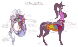  anatomy animal_ears bladder bone breasts centaur english_commentary english_text fallopian_tubes female full_body heart highres hip_bones hooves horse_ears horse_tail intestines kidney large_breasts liver long_hair lungs monster_girl multiple_legs organs original ovaries plasmid ponytail signature spine standing stomach_(organ) tail taur uterus white_background x-ray 