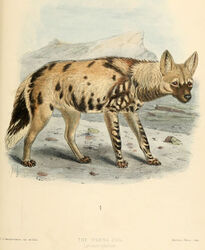  1890 19th_century 4_toes african_wild_dog ambiguous_gender ancient_art artist_name black_body black_fur black_nose brown_body brown_fur canid canine claws detailed_background digitigrade english_text feet feral fur hi_res inner_ear_fluff j._g._keulemans mammal mountain multicolored_body multicolored_fur no_sclera nude orange_eyes outside paws public_domain quadruped scientific_name signature sky solo species_name standing tan_body tan_fur text toe_claws toes traditional_media_(artwork) tuft two_tone_tail whiskers 