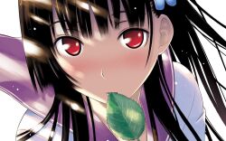  black_hair blush close-up female flower hattori_mitsuru highres hydrangea leaf long_hair mouth_hold photoshop_(medium) red_eyes sanka_rea sankarea school_uniform simple_background solo 