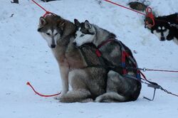 ambiguous_gender blue_eyes canid canine canis cold domestic_dog duo_focus feral group husky leash looking_at_viewer mammal nordic_sled_dog outside quadruped real snow spitz tail unknown_artist