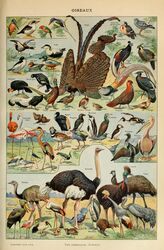  absurd_res adolphe_millot alcid ambiguous_gender anatid ancient_art anseriform argus_pheasant avian beak biological_illustration biped bird brown_body brown_feathers cassowary chrysolophus common_loon common_pheasant coraciiform cormorant crane_(bird) crowned_crane duck eider emu feathered_wings feathers feral flamingo galliform great_crested_grebe grey_body grey_feathers gruiform heron hi_res ibis kingfisher kiwi_(bird) lady_amherst&#039;s_pheasant lari little_bustard luzon_bleeding-heart mallard_duck northern_shoveler open_mouth ostrich partridge peacock-pheasant pelecaniform pelican penguin phasianid phasianus public_domain puffin quail ratite sea_duck shoebill spoonbill stork technical_illustration temminck&#039;s_tragopan text threskiornithid traditional_media_(artwork) tragopan wings zoological_illustration 