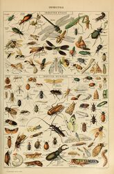  absurd_res adolphe_millot ambiguous_gender ancient_art antennae_(anatomy) arthropod beetle biological_illustration blattodea brown_body butterfly cockroach cricket cucujoid dragonfly feral flea fly_(animal) grasshopper green_body hi_res hymenopteran insect_wings insects ladybug lepidopteran lepidopteran_wings mantis mosquito moth orthopterid pincers public_domain silkworm technical_illustration termite text traditional_media_(artwork) wasp wings zoological_illustration 