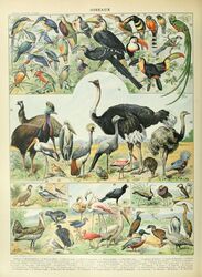  absurd_res adolphe_millot alcid ambiguous_gender ancient_art avian beak biological_illustration biped bird blue_crane cassowary columbid crane_(bird) crowned_crane crowned_pigeon emu feathered_wings feathers feral flamingo great_bustard green_body green_feathers gruiform grus_(genus) hi_res kiwi_(bird) lari luzon_bleeding-heart northern_shoveler open_mouth ostrich pelecaniform pelican pigeon public_domain puffin quetzal ratite resplendent_quetzal rhea_(bird) roseate_spoonbill shorebird spoonbill stilt_(bird) stork swamphen technical_illustration text threskiornithid toucan traditional_media_(artwork) trogonid victoria_crowned_pigeon wings zoological_illustration 