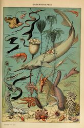  absurd_res adolphe_millot ambiguous_gender ancient_art anglerfish anthozoan aquatic_gastropod arthropod asterozoan biological_illustration black_dragon_fish cnidarian crab crinoid crustacean decapoda echinoderm feral fin fish gastropod gills gulper_eel hermit_crab hi_res lobster lure_(anatomy) malacostracan marine mollusk open_mouth public_domain scales sea_anemone sea_slug shark slug starfish tail tail_fin technical_illustration text traditional_media_(artwork) underwater water zoological_illustration 