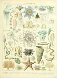  absurd_res adolphe_millot ambiguous_gender ancient_art anthozoan asterozoan biological_illustration cnidarian crinoid echinoderm echinozoan feral hi_res jellyfish marine medusozoan public_domain sea_anemone sea_cucumber starfish technical_illustration tentacle text traditional_media_(artwork) zoological_illustration 