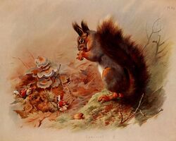  1919 20th_century 5:4 ambiguous_gender ancient_art archibald_thorburn belly big_tail biological_illustration brown_body brown_fur dated detailed_background eating english_text eurasian_red_squirrel fallen_leaves feral fluffy fluffy_tail food fungus fur grey_body grey_fur hi_res holding_food holding_object leaf mammal multicolored_body multicolored_fur mushroom nude outside public_domain rodent sciurid signature sitting solo tail technical_illustration text traditional_media_(artwork) tree_squirrel white_belly zoological_illustration 