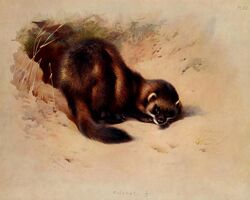  1918 20th_century 5:4 ambiguous_gender ancient_art archibald_thorburn beady_eyes biological_illustration black_body black_fur black_nose brown_body brown_fur dated english_text european_polecat feral fur hi_res hole_(pit) looking_at_viewer mammal mustelid musteline no_sclera nude outside public_domain quadruped signature solo technical_illustration text true_musteline weasel whiskers zoological_illustration 