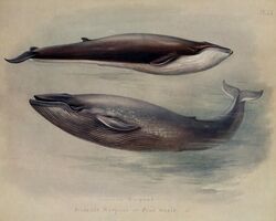  20th_century 5:4 ambiguous_gender ancient_art archibald_thorburn baleen_whale biological_illustration blue_whale cetacean duo english_text feral fin_whale grey_body mammal marine nude public_domain side_view species_name technical_illustration text water whale white_body zoological_illustration 