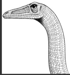  coelophysid coelophysis coelophysis_bauri dahurgthedragon detailed dinosaur extinct featherless feral long_neck monochrome portrait prehistoric_species realistic reptile scales scalie simple_background solo theropod 