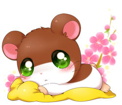  aimia492 bedding blanket blush brown_body brown_fur cricetid female feral flower fur green_eyes hamster hamtaro_(series) looking_at_viewer low_res lying mammal penelope_(hamtaro) plant rodent simple_background solo whiskers white_background white_body white_fur young 