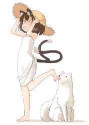  alternate_costume animal_ears barefoot brown_eyes brown_hair canine cat_ears cat_tail chen commentary dress female full_body hat hat_tug licking licking_foot nakashino_setsu open_mouth short_hair simple_background solo straw_hat sun_hat sundress tail touhou white_background 