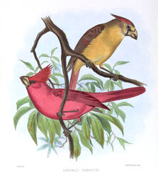  1869 19th_century 4_toes ancient_art avian beak biological_illustration biped bird branch cardinal_(bird) duo feathered_wings feathers feet female feral joseph_smit leaf male no_sclera nude oscine passerine public_domain red_body red_feathers scientific_name tail tail_feathers technical_illustration text toes traditional_media_(artwork) vermilion_cardinal wings yellow_body yellow_feathers zoological_illustration 