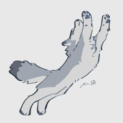  2024 4_toes absurd_res ambiguous_gender canid canine canis countershade_fur countershading feet feral fur grey_body grey_fur hi_res jumping mammal quadruped rinrinwolf simple_background solo stretching toes white_background white_body white_countershading white_fur wolf 