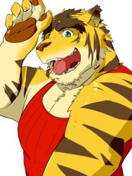  anthro biceps clothing felid gamma-g green_eyes looking_at_viewer male mammal markings morenatsu muscular open_mouth pantherine pecs shirt simple_background solo stripes tank_top teeth tiger tongue topwear torahiko_(morenatsu) white_background 