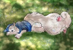  2023 bottomless bottomless_male bottomless_taur canid canine canis clothed clothing detailed_background domestic_dog fur garden hi_res lsheena male mammal nordic_sled_dog samoyed sleeping spitz sweater taur topwear topwear_only white_body white_fur 