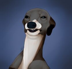  ambiguous_gender black_eyes canid canine canis domestic_dog grey_body greyhound hunting_dog italian_greyhound kermit_(jennamarbles) mammal portrait sighthound solo soonbertbrown youtube 