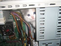  4:3 blue_eyes canid canine computer computer_case computer_fan detailed_background domestic_cat electronics felid feline felis feral fur graphics_card hard_drive humor inside mammal motherboard multicolored_body multicolored_fur o_o photo power_supply radiator random_access_memory solo young 