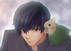  1boy animal animal_on_shoulder artist_request bird bird_on_shoulder black_hair blue_eyes cockatiel gakuran inko male_focus oohashi_high_school_uniform parrot pet photoshop_(medium) rain school_uniform solo takasu_ryuuji toradora! wet 