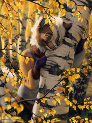  anthro autumn birch_tree branch canid canine canis clothing domestic_dog eyewear female forest glasses gloves handwear hi_res leaf mammal plant solo stick sweater techiesxc topwear tree 