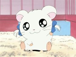  animated animated bijou hamtaro ribbon source_request tagme 