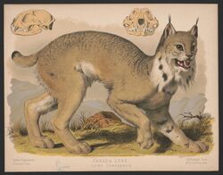  1874 19th_century 4_toes absurd_res ambiguous_gender ancient_art black_spots bone branch brown_eyes canadian_lynx countershade_legs countershade_torso countershading day detailed_background digitigrade dipstick_tail ear_tuft ears_up english_text fangs feet felid feline feral fur grass grey_body grey_fur grey_tail hi_res huge_filesize lithograph_(artwork) louis_prang lynx mammal markings mountain multicolored_body multicolored_fur multicolored_tail nature neck_tuft open_mouth outside plant public_domain raised_foot rock shadow short_tail side_view skull sky solo species_name spots tail tail_markings teeth text toes tongue traditional_media_(artwork) tuft two_tone_body two_tone_fur two_tone_tail whiskers white_body white_countershading white_fur yellow_eyes 