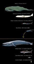  absurd_res ambiguous_gender baleen_whale carpet_shark cetacean chart comparing english_text feral fish group hi_res mammal marine mike37 reaper_leviathan_(subnautica) shark size_difference text whale whale_shark whalien 