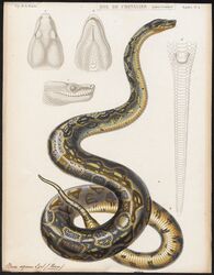  absurd_res ambiguous_gender ancient_art animal_genitalia black_body black_scales boa_(snake) cloaca dutch_text feral genitals hi_res multiple_images reptile scales scalie serpentine side_view simple_background snake solo technical_illustration text traditional_media_(artwork) unknown_artist white_background yellow_body yellow_scales 