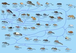  2017 abrocomid absurd_res african_brush-tailed_porcupine african_pygmy_mouse african_wading_rat agouti albertonykus ambiguous_gender anomalure aplodontiid apodemin arachnid arthropod arvicanthin azara&#039;s_agouti bathyergid beaver big_ears black_body black_eyes black_fur blue_background branch brazilian_guinea_pig brown_body brown_fur brown_tail buckteeth bush_vlei_rat cairo_spiny_mouse calomyscid cane_rat capybara caviid chart chinchilla chinchillid chinese_pygmy_dormouse claws closed_eyes cloud_rat coendou common_degu common_gundi crested_rat cricetid dassie_rat deomyine desmarest&#039;s_hutia diatomyid dinomyid dipodid dipodoid dipodomyine dormouse eating echimyid edible_dormouse english_text eurasian_beaver eurasian_harvest_mouse european_hamster evolutionary_family fat_sand_rat feral fur gerbil giant_squirrel gopher greater_cane_rat grey_body grey_fur ground_squirrel groundhog group guinea_pig gundi hamster heteromyid hi_res hutia hydromyin indian_giant_squirrel jerboa kangaroo_rat kha-nyou large_group lesser_mole-rat long-eared_jerboa long-tailed_chinchilla lord_derby&#039;s_anomalure lord_derby&#039;s_scaly-tailed_squirrel lowland_paca machu_picchu_arboreal_chinchilla_rat mammal maned_rat markings marmot montane_fish-eating_rat multicolored_body multicolored_fur murid murin naked_mole-rat neotomine nesomyid new_world_porcupine northern_collared_lemming northern_luzon_cloud_rat octodontid okinawa_spiny_rat old_world_porcupine ord&#039;s_kangaroo_rat otomyin paca pacarana paucidentomys_vermidax peters&#039;s_climbing_rat petromurid phylogenetic_tree pink_body pink_skin pink_tail plains_pocket_gopher platacanthomyid porcupine praomyin quills_(anatomy) rakali rattin red-crested_tree_rat red_body red_fur rodent scientific_name sciurid scorpion sewellel side_view sigmodontine simple_background sitting sleeping south_african_springhare southern_grasshopper_mouse spalacid species_name spots spotted_body spotted_fur springhare standing striped_body striped_fur stripes tagging_guidelines_illustrated tail tail_tuft tan_body tan_fur teeth text tiny_tuco-tuco tree_squirrel tuco-tuco tuft two_tone_body two_tone_fur tylomyine typical_striped_grass_mouse vole votsotsa whiskers white_body white_fur worm-eating_few-toothed_mouse zagros_mountains_mouse-like_hamster 