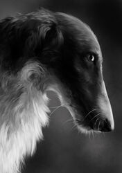  2019 ambiguous_gender black_and_white borzoi canid canine canis digital_media_(artwork) domestic_dog ears_down feral fur greyscale hunting_dog john_furrman looking_at_viewer mammal monochrome mouth_closed photorealism pivoted_ears realistic_lighting realistic_shading shaded side_view sighthound snout solo 