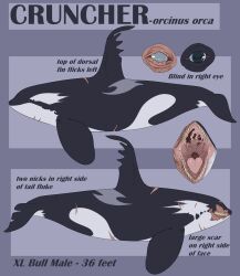  absurd_res ambiguous_gender back_scar black_body blue_eyes cetacean closed_eyes dolphin facial_scar feral glistening glistening_eyes hi_res imperatorcaesar mammal marine mouth_closed oceanic_dolphin open_mouth orca red_sclera scar side_view solo toothed_whale white_body 