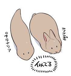  2016 comparison duo feral flatworm ichthy0stega japanese_text lagomorph leporid mammal marine planarian rabbit serpentine simple_background text translated white_background 