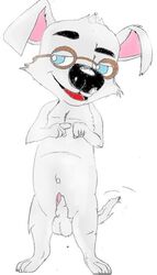  animal_genitalia balls blue_eyes canid canine canis domestic_dog eyewear genitals glasses male mammal navel nude open_mouth penis penis_tip rex_(disambiguation) semi-anthro sheath simple_background solo tail tongue white_background white_tail 